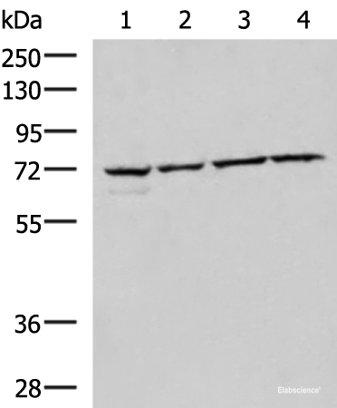 Western blot analysis of 293T Raji Jurkat HepG2 cell lysates  using CBFA2T2 Polyclonal Antibody at dilution of 1:1000