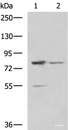Western blot analysis of LO2 and 231 cell lysates  using SORBS2 Polyclonal Antibody at dilution of 1:800