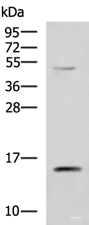 Western blot analysis of 293T cell lysate  using PHPT1 Polyclonal Antibody at dilution of 1:800