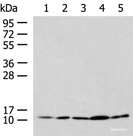 Western blot analysis of HL-60 Hela Jurkat LNCAP HepG2 cell lysates  using PAM16 Polyclonal Antibody at dilution of 1:900