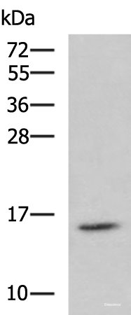 Western blot analysis of Jurkat cell lysate  using H2AFJ Polyclonal Antibody at dilution of 1:800