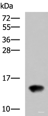 Western blot analysis of Rat kidney tissue lysate  using FAM19A4 Polyclonal Antibody at dilution of 1:650