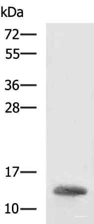 Western blot analysis of K562 cell lysate  using HBZ Polyclonal Antibody at dilution of 1:1600