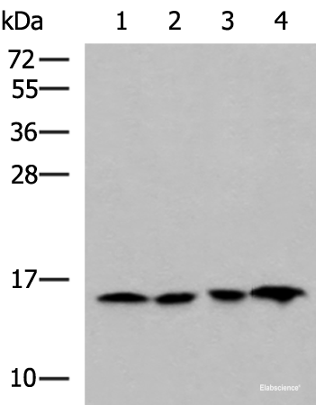 Western blot analysis of Jurkat HepG2 Hela and Raji cell lysates  using MRPL42 Polyclonal Antibody at dilution of 1:800