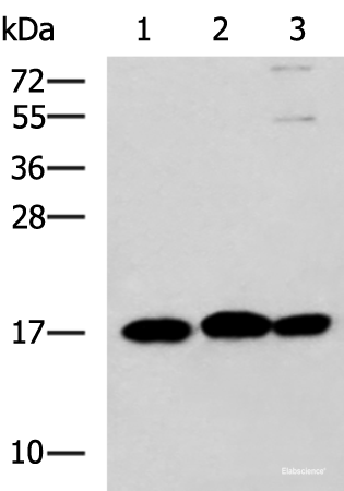 Western blot analysis of 231 HL60 and Jurkat cell lysates  using RPS14 Polyclonal Antibody at dilution of 1:700