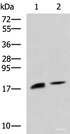 Western blot analysis of Rat pancreas tissue and Mouse pancreas tissue lysates  using RNASE1 Polyclonal Antibody at dilution of 1:650