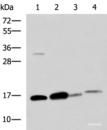 Western blot analysis of Human sigmoid tissue Mouse large intestine tissue Mouse small intestines tissue Mouse Pancreas tissue lysates  using ZG16 Polyclonal Antibody at dilution of 1:800