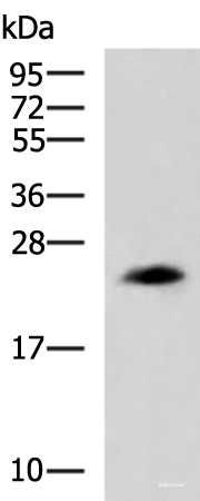 Western blot analysis of NIH/3T3 cell lysate  using CLTB Polyclonal Antibody at dilution of 1:800
