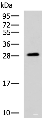 Western blot analysis of Human fetal brain tissue lysate  using PAFAH1B3 Polyclonal Antibody at dilution of 1:1000