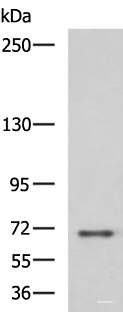 Western blot analysis of RAW264.7 cell lysate  using PREPL Polyclonal Antibody at dilution of 1:800