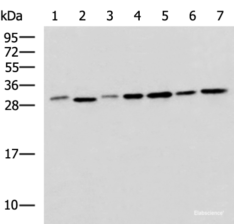 Western blot analysis of 293T LO2 Hela and Jurkat cell lysates  using EXOSC4 Polyclonal Antibody at dilution of 1:650