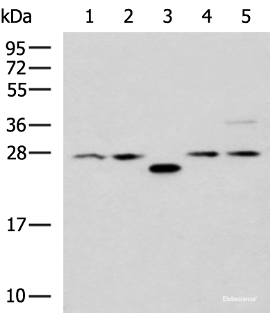 Western blot analysis of 293T cell lysates  using PSMA6 Polyclonal Antibody at dilution of 1:1000