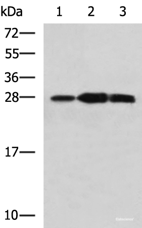 Western blot analysis of Mouse kidney tissue Raji and Jurkat cell lysates  using PLEKHF2 Polyclonal Antibody at dilution of 1:1400