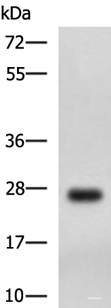 Western blot analysis of MCF7 cell lysate  using DHRS2 Polyclonal Antibody at dilution of 1:750