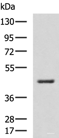 Western blot analysis of RAW264.7 cell lysate  using HSD3B2 Polyclonal Antibody at dilution of 1:600