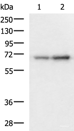 Western blot analysis of 293T and HepG2 cell lysates  using PAIP1 Polyclonal Antibody at dilution of 1:1150