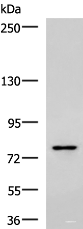 Western blot analysis of Raji cell lysate  using SKI Polyclonal Antibody at dilution of 1:800