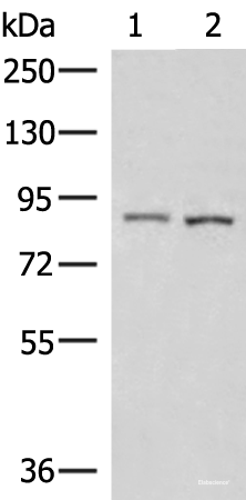 Western blot analysis of 231 and HepG2 cell lysates  using CUL4A Polyclonal Antibody at dilution of 1:600