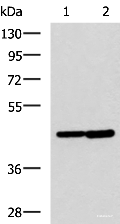 Western blot analysis of Hela and Jurkat cell lysates  using LAMP3 Polyclonal Antibody at dilution of 1:600
