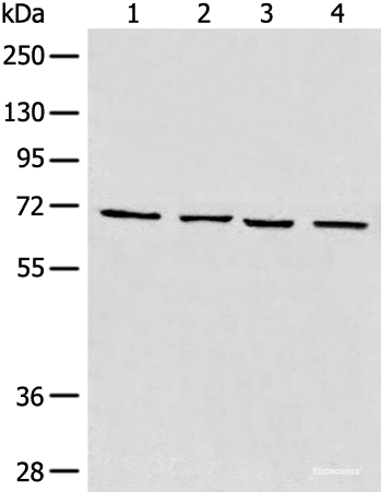 Western blot analysis of 293T cell Human heart tissue Raji and LNCAP cell lysates  using MAPK4 Polyclonal Antibody at dilution of 1:550