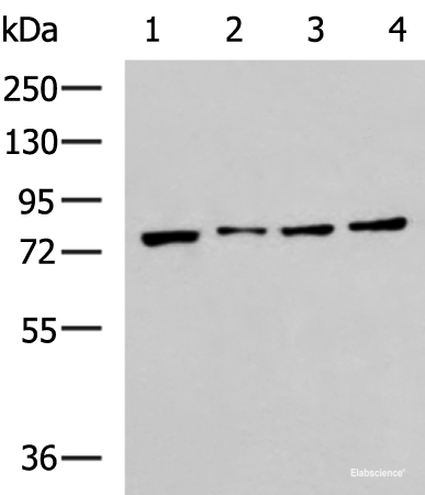 Western blot analysis of RAW264.7 MCF7 Jurkat and A431 cell lysates  using HSPA5 Polyclonal Antibody at dilution of 1:400