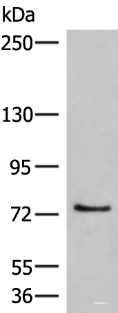 Western blot analysis of 293T cell lysate  using MCMBP Polyclonal Antibody at dilution of 1:800