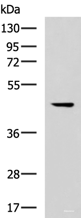 Western blot analysis of 293T cell lysate  using MLNR Polyclonal Antibody at dilution of 1:500