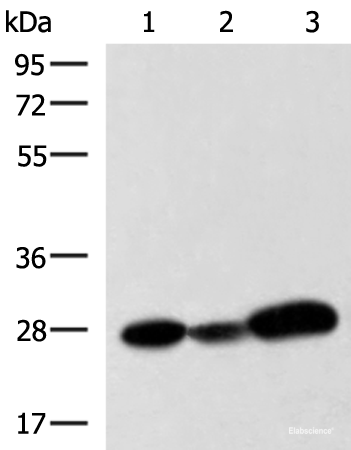 Western blot analysis of 293T K562 and NIH/3T3 cell lysates  using VEGFA Polyclonal Antibody at dilution of 1:1050