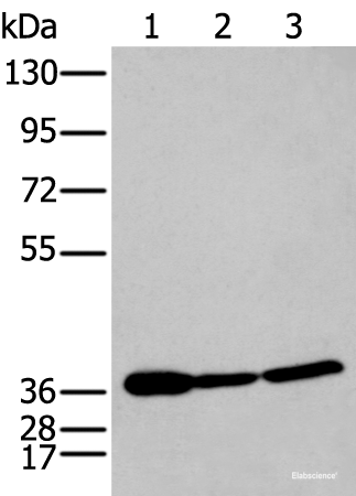 Western blot analysis of 293T and Hela cell lysates  using P2RY11 Polyclonal Antibody at dilution of 1:250