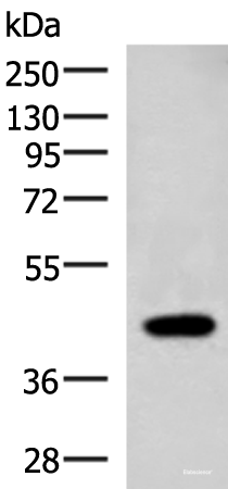 Western blot analysis of Raji cell lysate  using ADH1B Polyclonal Antibody at dilution of 1:1000