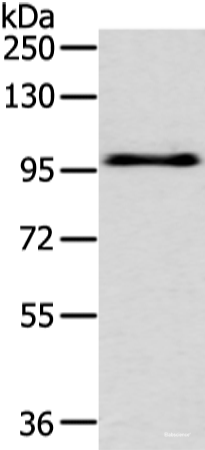 Western blot analysis of Hela cell  using EPHA3 Polyclonal Antibody at dilution of 1:400