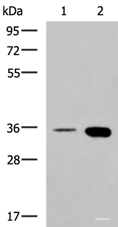 Western blot analysis of HepG2 cell and Mouse brain tissue lysates  using MAF Polyclonal Antibody at dilution of 1:550