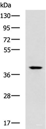 Western blot analysis of Mouse small intestines tissue lysate  using TDP2 Polyclonal Antibody at dilution of 1:600