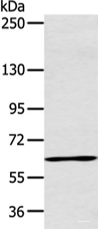 Western blot analysis of Raji cell  using ATG16L1 Polyclonal Antibody at dilution of 1:600