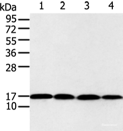Western blot analysis of 293T and Jurkat cell  using UBE2I Polyclonal Antibody at dilution of 1:650