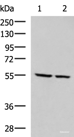 Western blot analysis of LOVO and LO2 cell lysates  using ECM1 Polyclonal Antibody at dilution of 1:650
