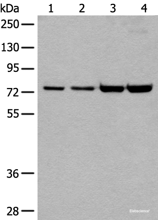 Western blot analysis of 293T and Hela cell lysates  using MTA2 Polyclonal Antibody at dilution of 1:400