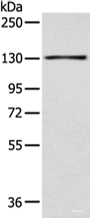 Western blot analysis of 293T cell  using SMARCA1 Polyclonal Antibody at dilution of 1:450
