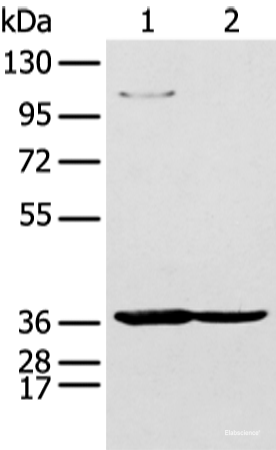 Western blot analysis of 293T and K562 cell  using NUDT19 Polyclonal Antibody at dilution of 1:350