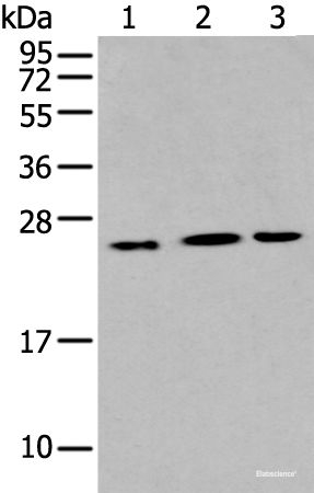 Western blot analysis of Hepg2 Hela and A549 cell  using IL6 Polyclonal Antibody at dilution of 1:400