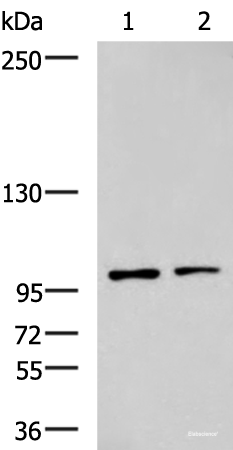 Western blot analysis of Raji and HepG2 cell lysates  using GLI1 Polyclonal Antibody at dilution of 1:900