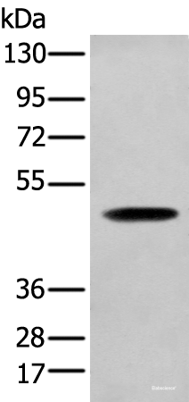 Western blot analysis of NIH/3T3 cell  using SERPINH1 Polyclonal Antibody at dilution of 1:450