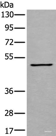 Western blot analysis of K562 cell lysate  using GATA3 Polyclonal Antibody at dilution of 1:600