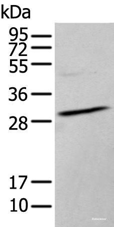 Western blot analysis of TM4 cell lysate  using HOXC9 Polyclonal Antibody at dilution of 1:350