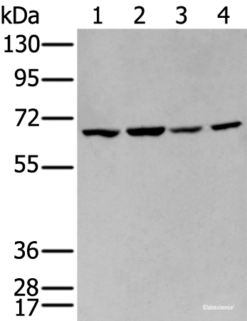 Western blot analysis of 293T and Hela cell lysates  using IGF2BP3 Polyclonal Antibody at dilution of 1:350