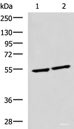 Western blot analysis of Raji and Jurkat cell lysates  using IRF2 Polyclonal Antibody at dilution of 1:1350
