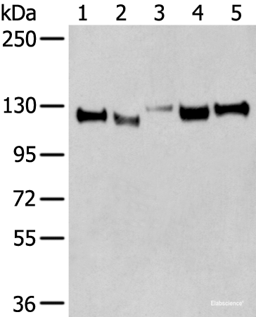 Western blot analysis of Human cerebella tissue Human cerebrum tissue Human fetal brain tissue Mouse brain tissue Rat brain tissue lysates  using CNTN1 Polyclonal Antibody at dilution of 1:350