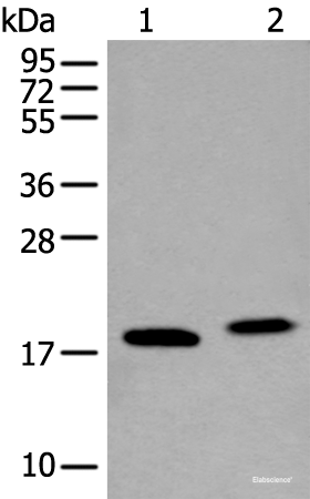 Western blot analysis of K562 cell and Mouse brain tissue lysates  using VAMP4 Polyclonal Antibody at dilution of 1:400