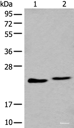 Western blot analysis of A549 and K562 cell lysate  using BLVRB Polyclonal Antibody at dilution of 1:600