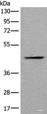 Western blot analysis of Human fetal liver tissue lysate  using BMP2 Polyclonal Antibody at dilution of 1:800